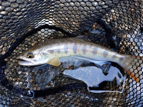 アマゴの釣果