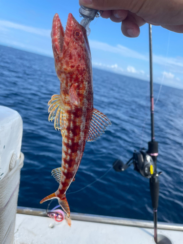 アカエソの釣果