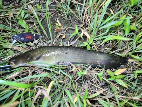 ナマズの釣果