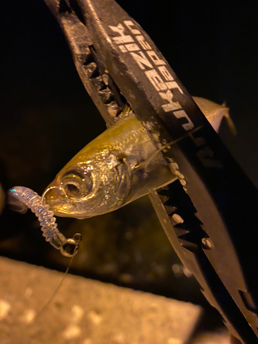 カマスの釣果