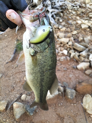 ラージマウスバスの釣果