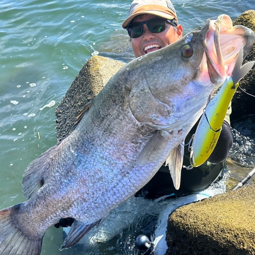 アカメの釣果