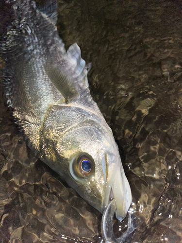 セイゴ（ヒラスズキ）の釣果