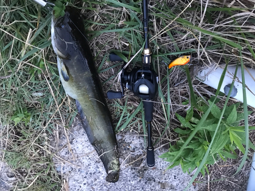 ナマズの釣果