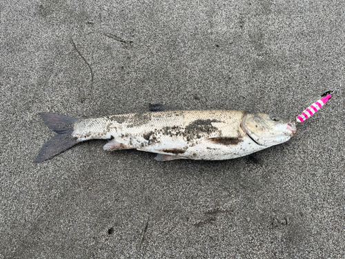 ウグイの釣果