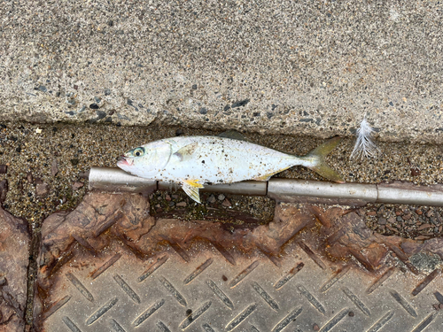 ワカシの釣果