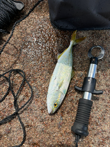 ツバスの釣果