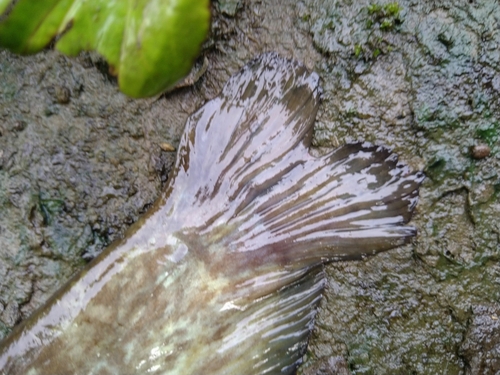 ナマズの釣果