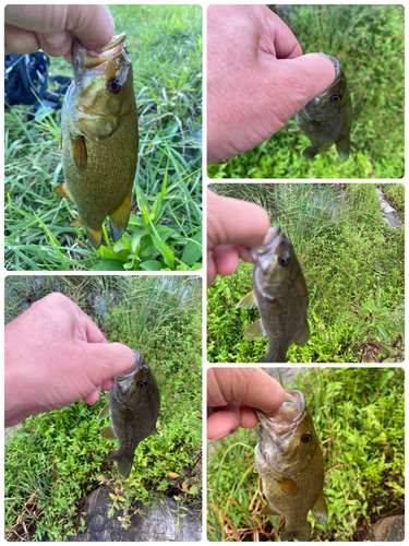 スモールマウスバスの釣果