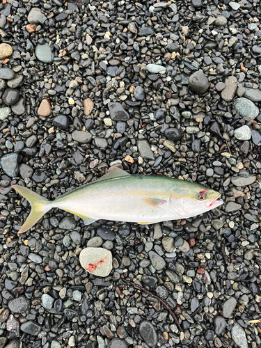 ワカシの釣果