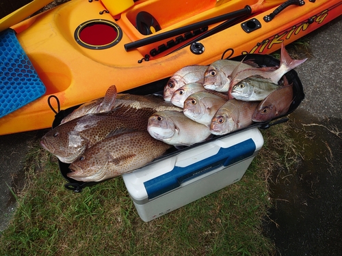 マダイの釣果