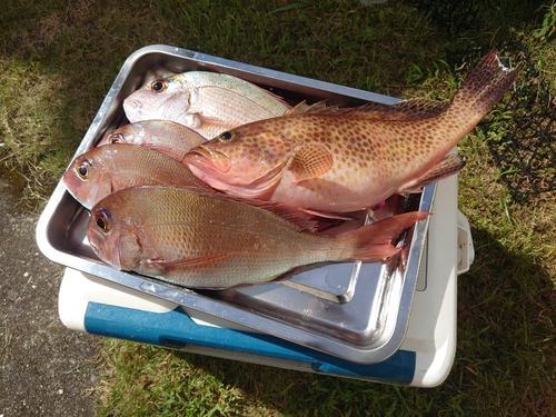 マダイの釣果