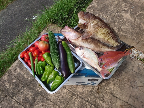 オオモンハタの釣果