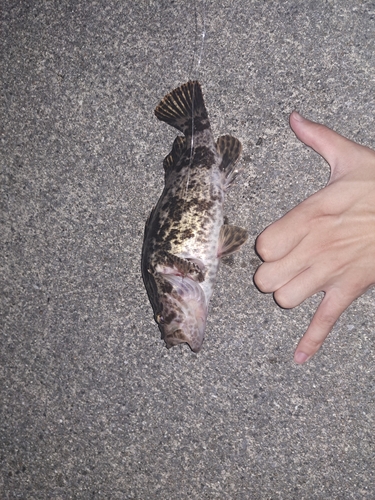 タケノコメバルの釣果