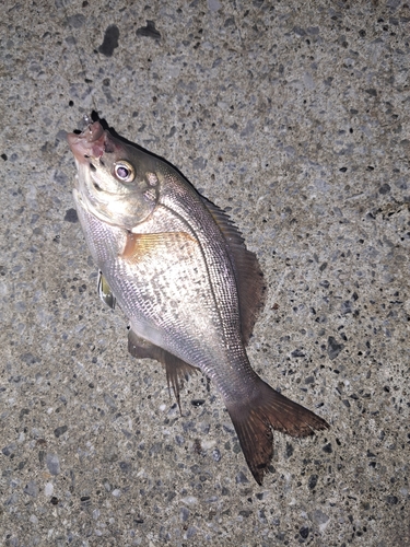 ウミタナゴの釣果