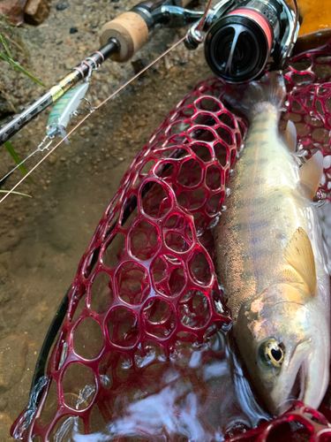 ヤマメの釣果