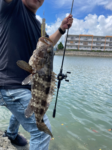 ヤイトハタの釣果