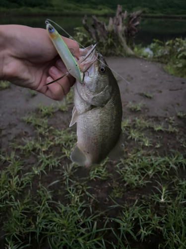 ブラックバスの釣果