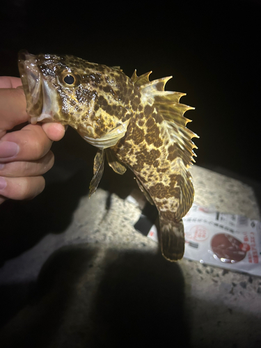 タケノコメバルの釣果