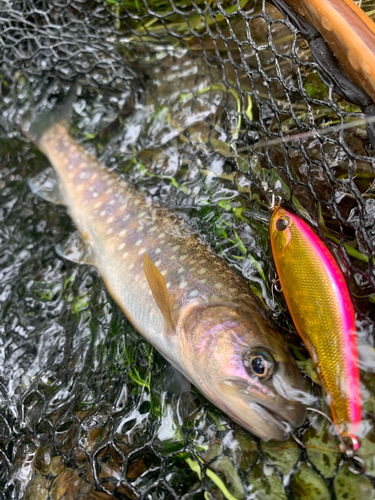 エゾイワナの釣果