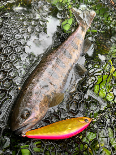 ヤマメの釣果