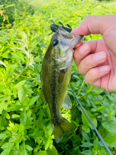 ブラックバスの釣果