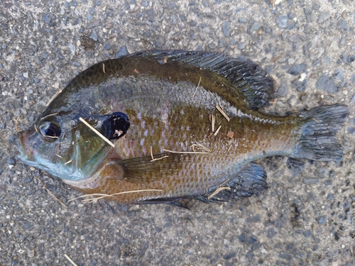 ブルーギルの釣果