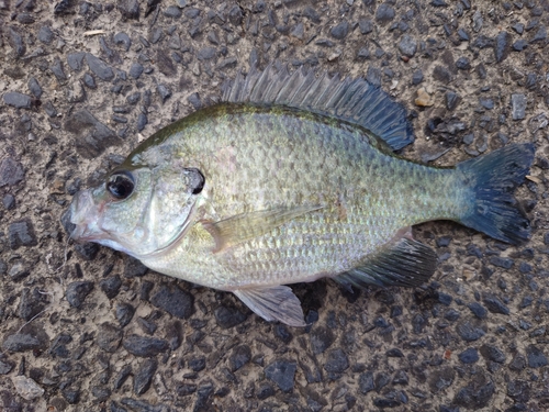 ブルーギルの釣果