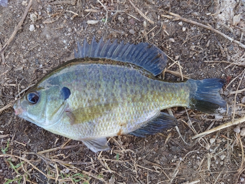 ブルーギルの釣果