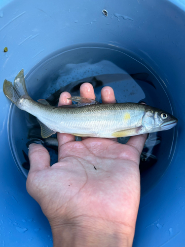 アユの釣果