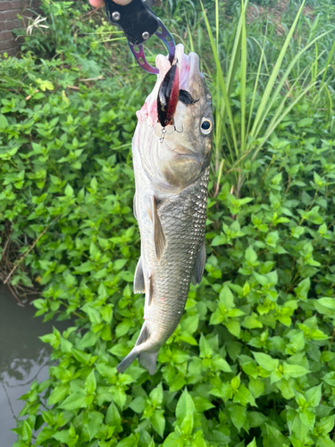 ニゴイの釣果