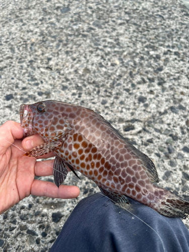 オオモンハタの釣果