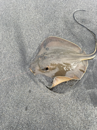 エイの釣果