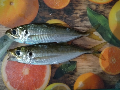 アジの釣果