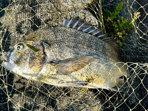 クロダイの釣果