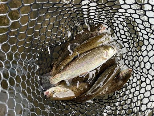 ニジマスの釣果