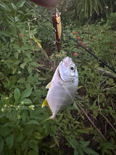 メッキの釣果