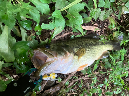 ラージマウスバスの釣果