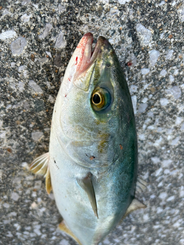 ツバスの釣果