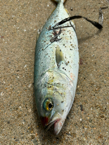 ツバスの釣果