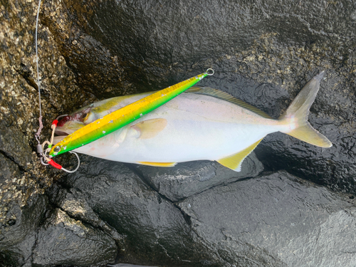 ショゴの釣果