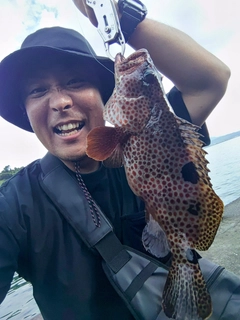 オオモンハタの釣果