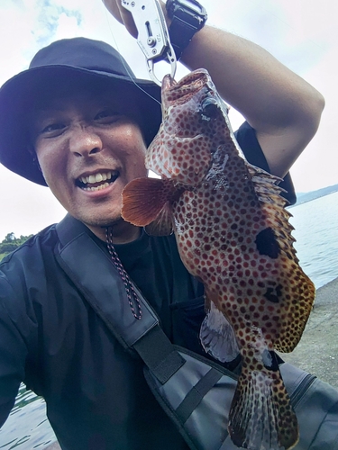 オオモンハタの釣果