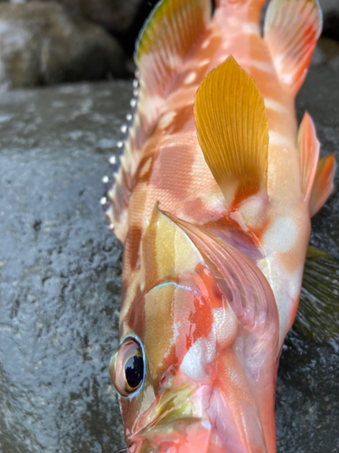 アカハタの釣果