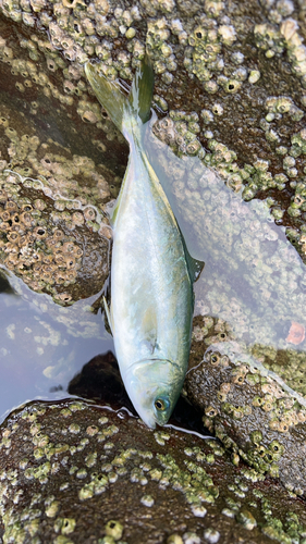 ワカシの釣果