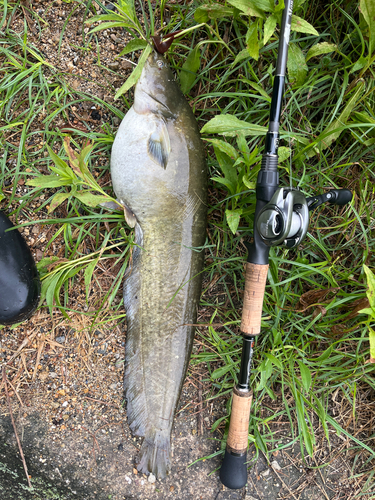 ナマズの釣果