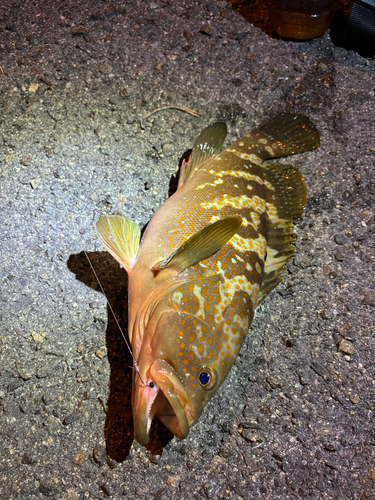 アコウの釣果