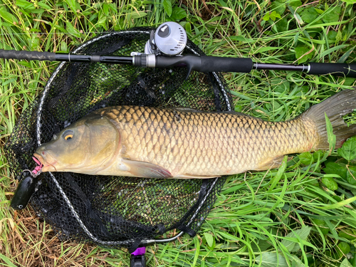 コイの釣果