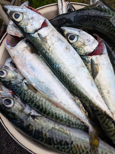 サバの釣果