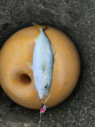 ワカシの釣果